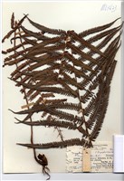 藏品(Dryoptenie)的圖片